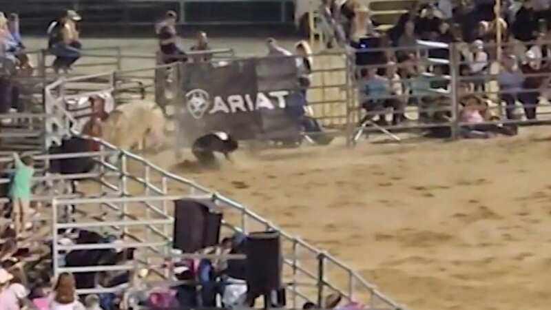 Cowboy gored to death by bull in New Year