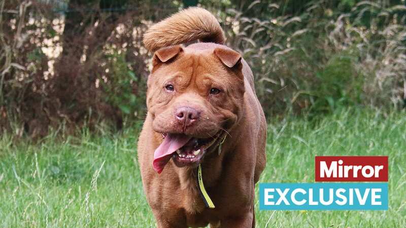 Shar-pei Vinny is a joy to have around (Image: Dogs Trust)