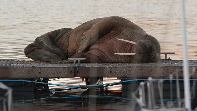 Thor the Walrus returns to new UK seaside resort after New Year fireworks drama