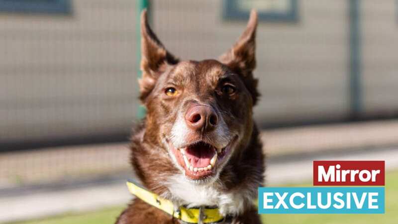 Ted has the ears of a fox and a heart of gold (Image: Dogs Trust)