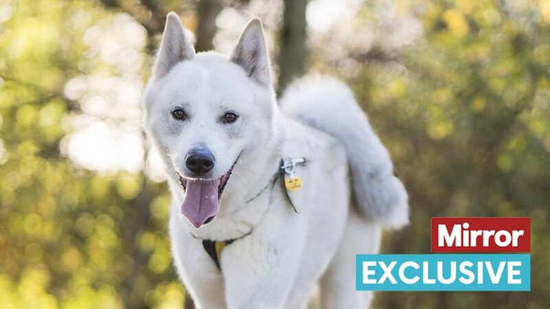 Soloman will make the perfect companion to someone special (Image: Dogs Trust)