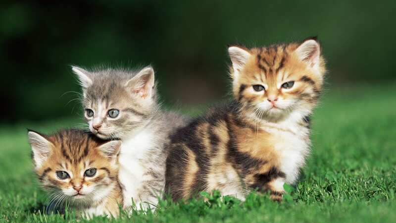Cat lovers could grab themselves a bargain and a kitten (Image: Getty Images/Image Source)