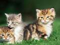 Airline offers free flights to people willing to adopt stray kittens eiqrqirkitqinv