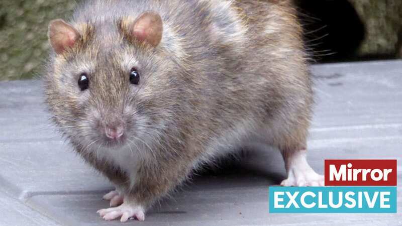 Warning over new breed of super rodents feared to be 
