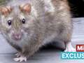 Warning over new breed of super rodents feared to be 'threat to humans'