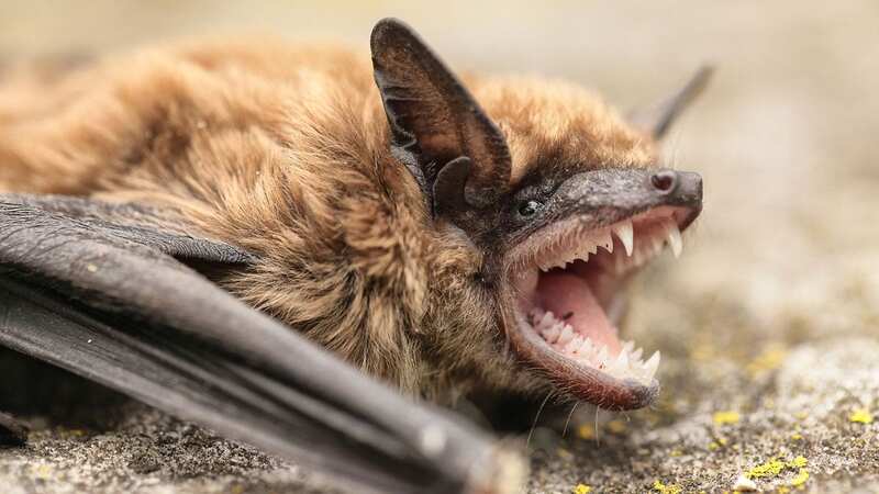 An eight-year-old girl bitten by a bat has died of rabies (Image: Getty Images/iStockphoto)