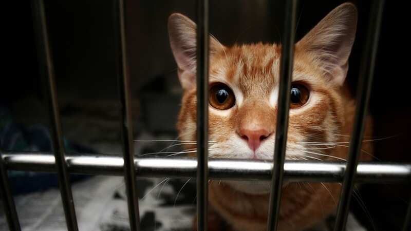 Pet cats could soon need to be microchipped (Image: Getty Images)