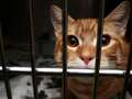 All UK cat owners could have to microchip their pets soon - for a morbid reason