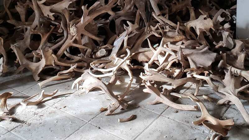 Abandoned factory has room piled with deer antlers that somehow 