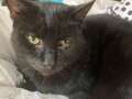 Cat named Ricky Gervais who saved owner several times dies after last heroic act eiqrriqqhiqruinv