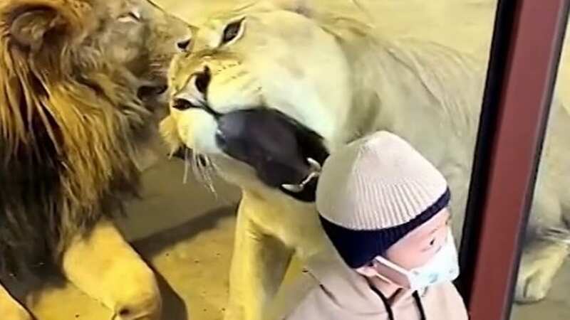 Ferocious lioness at zoo tries to eat small child on the other side of glass