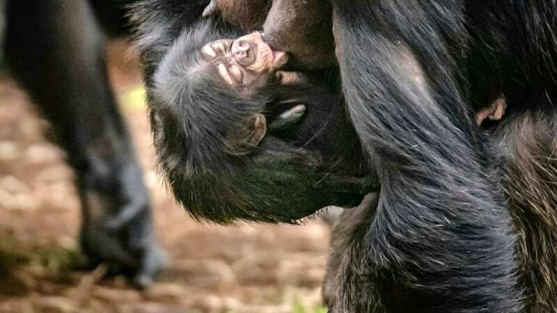 Chester Zoo said the birth was a "vital boost" (Image: Chester Zoo / SWNS)