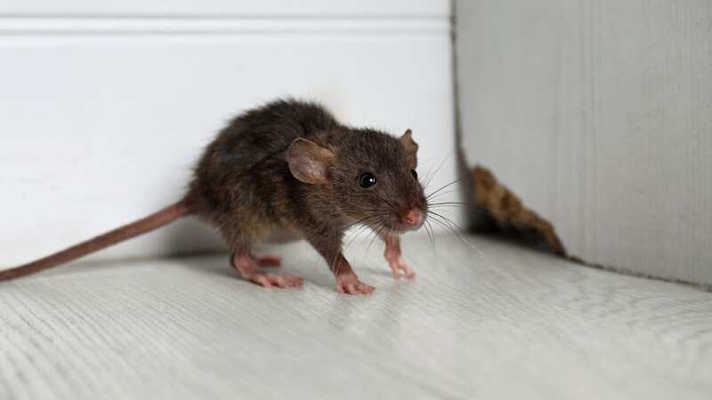 The family has been left with nothing after nearly two months of rodents chewing through their items (Getty images) (Image: Getty Images/iStockphoto)
