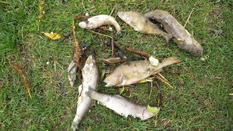 Dead fish after raw sewage was dumped into the River Great Ouse at Brackley in Northamptonshire (Image: PA)