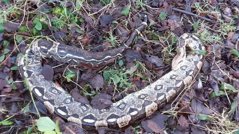 An animal welfare charity has issued an appeal after the snakes were found dead (Image: Scottish SPCA/Edinburgh Live)
