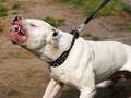 Woman mauled by American bulldog in attack outside Tesco as owner arrested eiqrdiqukidqdinv