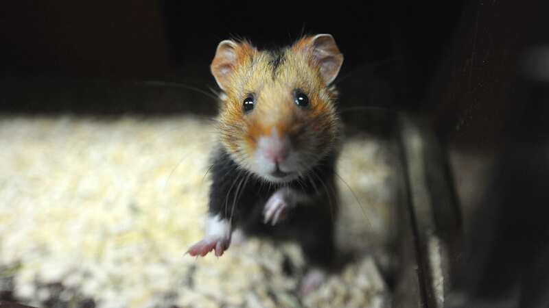 There are an estimated 600,000 hamsters as pets in the UK (Image: AFP via Getty Images)