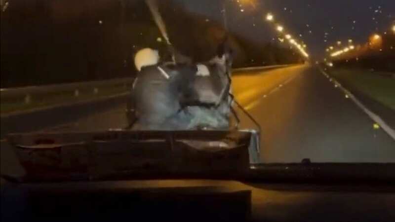 Alarming footage shows horse-and-cart race on major motorway