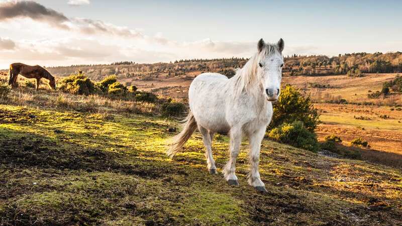 Visitors to the New Forest can meet ponies which roam freely there (Image: Getty Images)
