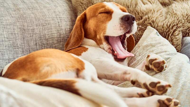 Mr Coren suggests dogs undertake breed-specific activities in their dreams (Image: Getty Images/iStockphoto)