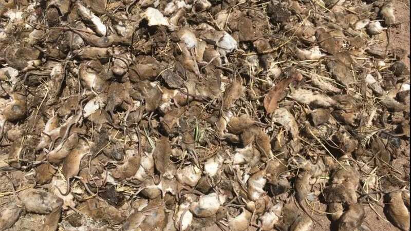 Australian farmers have been left devastated after millions of rats attacked their crops (Image: NSW Farmers)