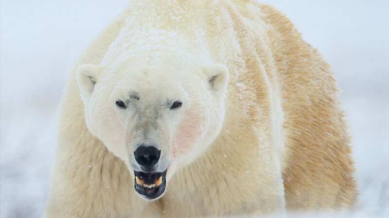 A large polar bear shows its teeth (stock image) (Image: Getty Images/National Geographic RF)