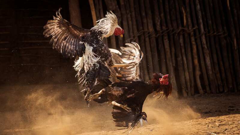 Two men have bled to death at so-called "extreme cockfighting events" (Image: Getty Images/500px Plus)
