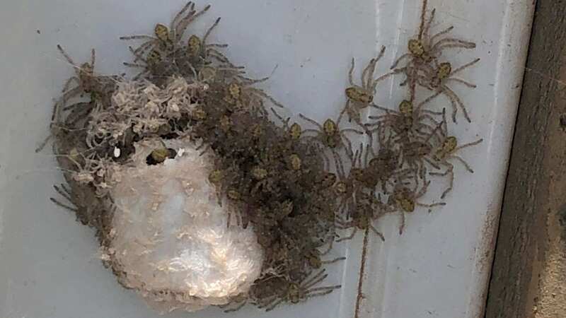 A nest of huntsman spiders - some of the earth