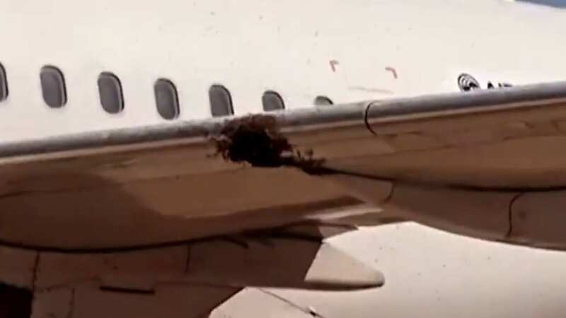 A swarm of bees on the wing of the plane in Rio de Janeiro (Image: CEN)