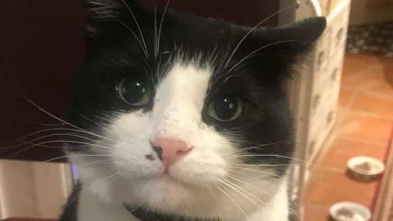 Seven-year-old Zorro escaped while being microchipped on entry to the Eurotunnel (Image: Animal Rescue UK)