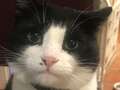 Family launches urgent search as cat called Zorro escapes inside Eurotunnel eiqrziqutidzxinv