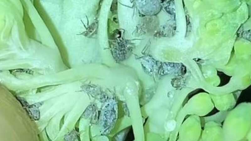 The bugs were burrowed in the broccoli (Image: @tovanordquist/Tiktok)