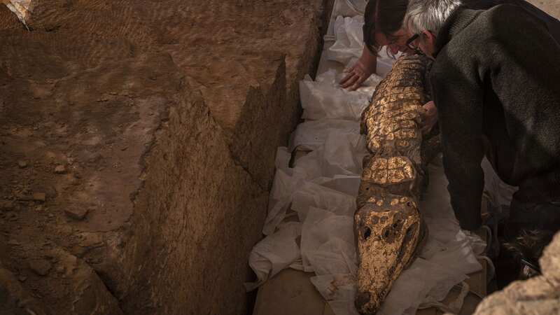 One of the well preserved crocodile mummies found (Image: Bea De Cupere/RBINS/Cover Images)