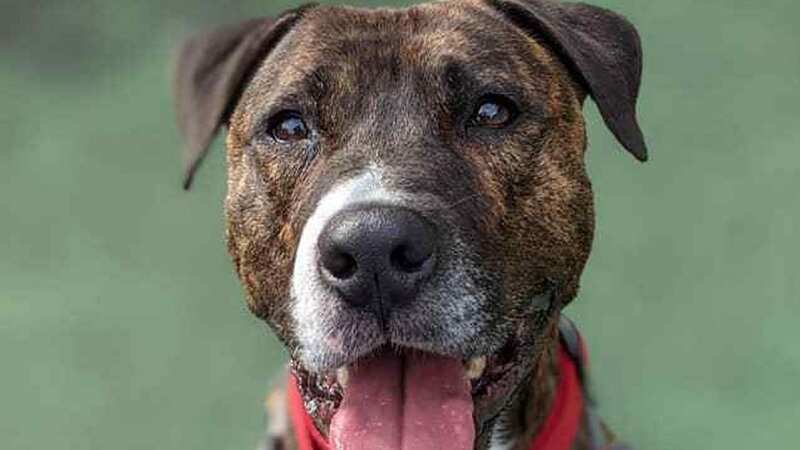 Banksy the beautiful boy has got a home at last (Image: Bristol Animal Rescue Centre)