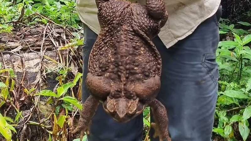 Toadzilla was spotted in a north Australian rainforest (Image: Department of Environment and Science QLD)