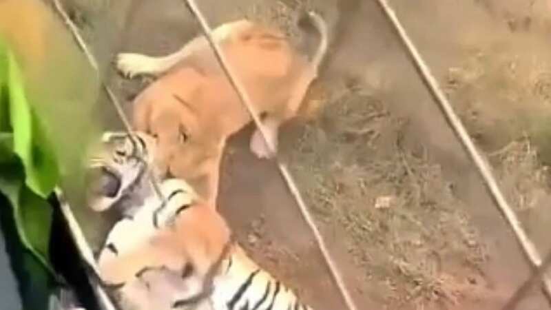 The video was filmed at Yibin Wild Animal World in Sichuan Province on January 18 (Image: Newsflare)