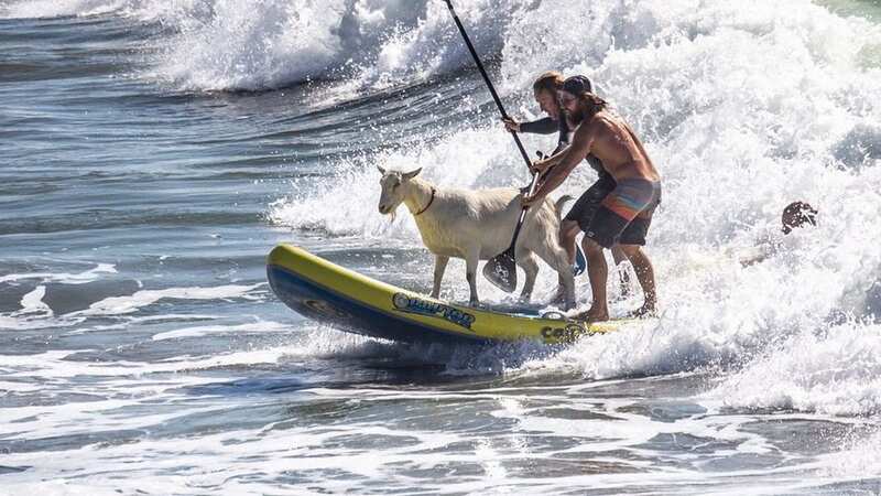 You can learn to ride with Surfing Goats (Image: Facebook)