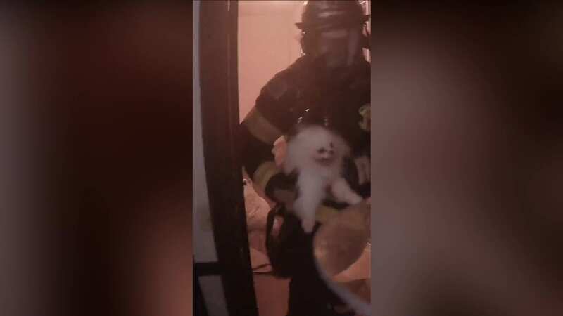 Firefighters cut garage to rescue 70 Pomeranian dogs and cats from burning house