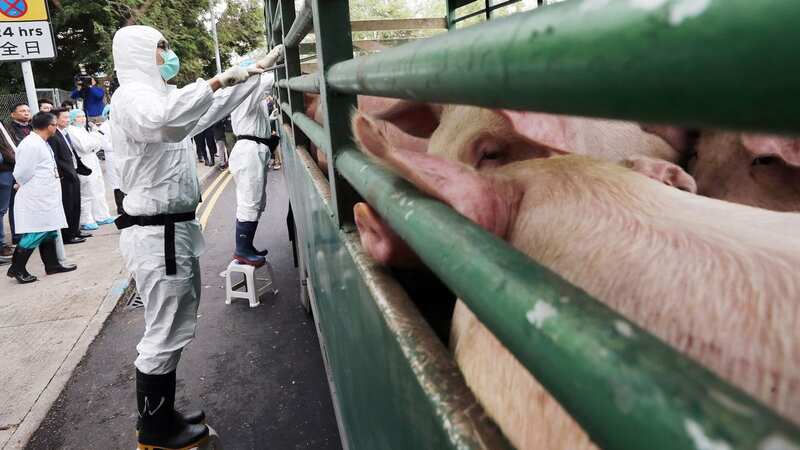 A worker checks pigs at the entrance of a slaughterhouse in Hong Kong (Image: South China Morning Post via Getty Images)