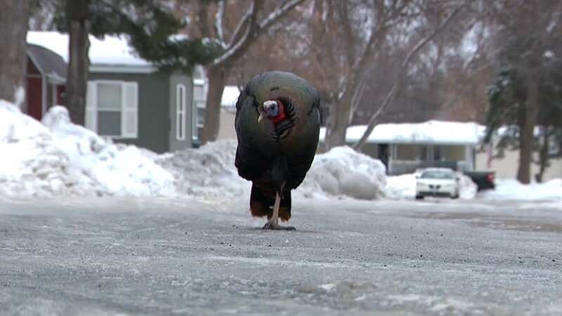 Raging wild turkey terrorises neighbourhood attacking and injuring residents
