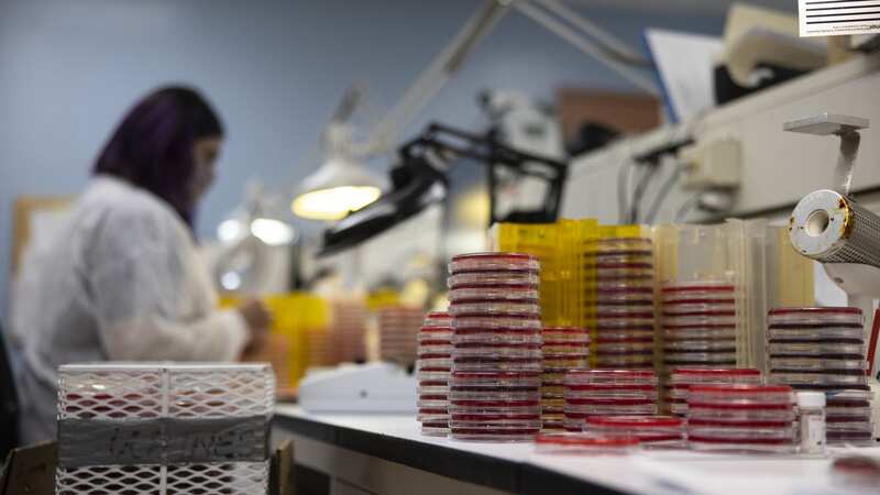 A lab technician works alongside culture media plates (Image: Bloomberg via Getty Images)