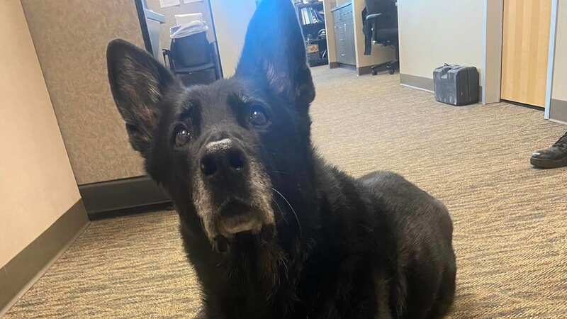 Ice is a German Shepard with a track record of busting multiple criminals (Image: Facebook/wyandottepdmi)