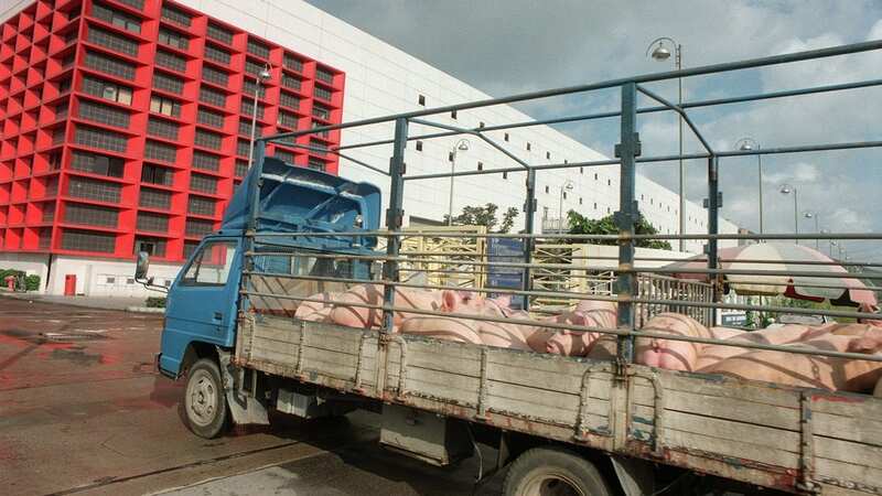 A truck carrying a load of pigs arrives at Sheung Shui slaughterhouse (Image: South China Morning Post via Getty Images)