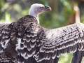 Disturbing zoo mystery of 'suspicious' vulture death and planned animal escapes