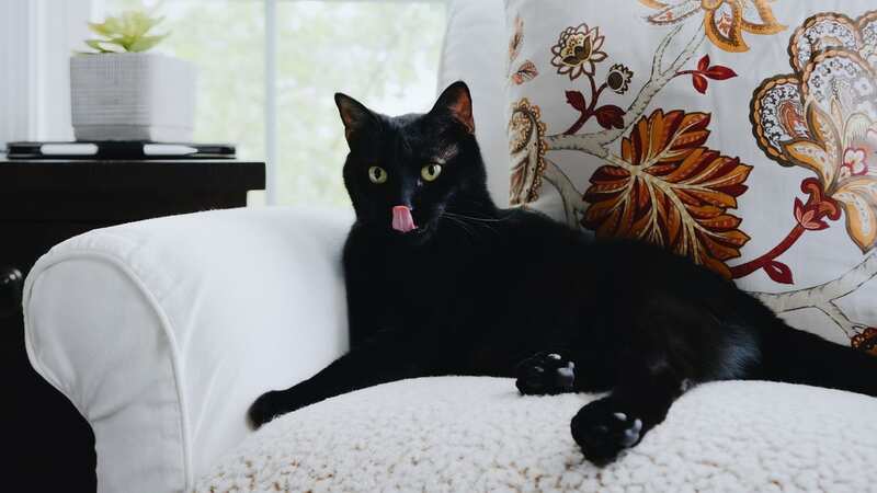 The cat is named after a TV character (Image: Getty Images)