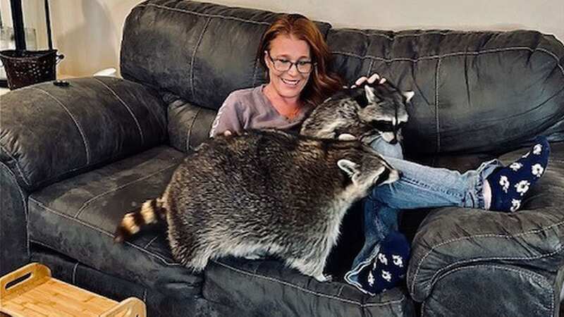 Dawn with her pet raccoons (Image: Kennedy News/@hereforthelaughter)