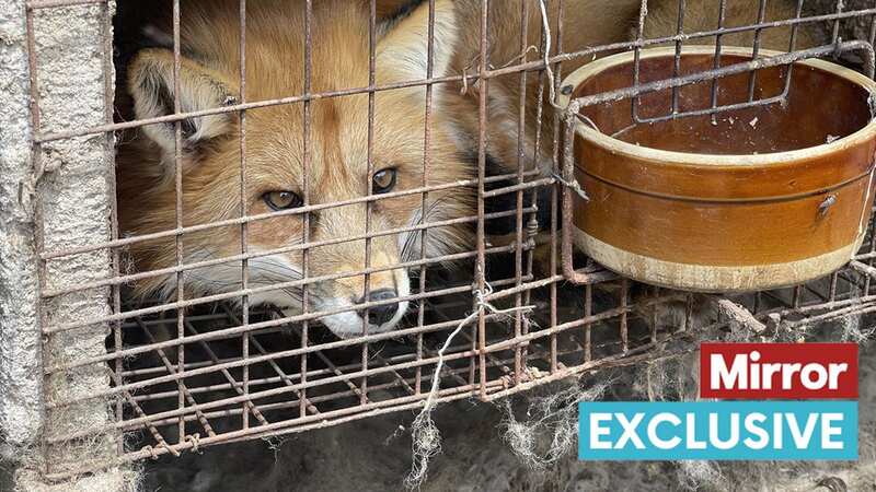 Inside China fur farms where animals born to die for fashion live in dirty cages
