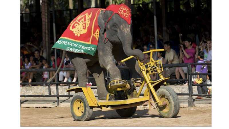 Tragic: a performing elephant at Nongnooch, Thailand