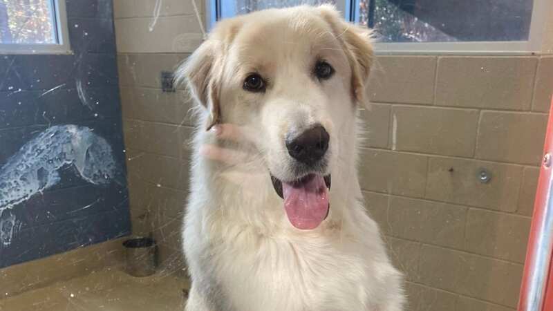 Unluckiest dog stuck at shelter after 14 failed adoptions finally finds home