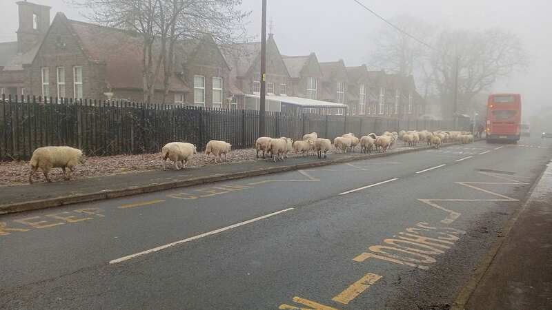 The sheep looked like they were waiting for the bus (Image: Alan Day / SWNS)